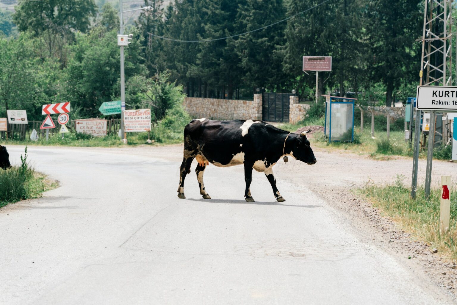 dairy